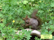 Glia animali del parco