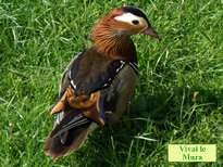 Gli animali del Parco