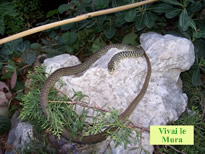 Gli animali del Parco