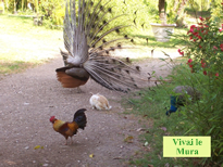 Glia animali del parco