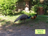Gli animali del Parco