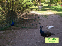Gli animali del Parco