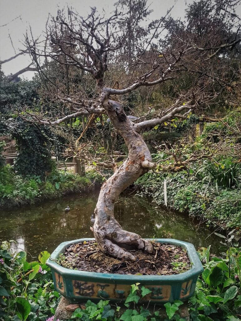 Galleria Bonsai