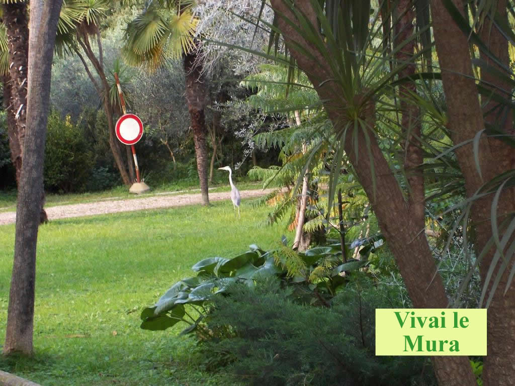 animali7
